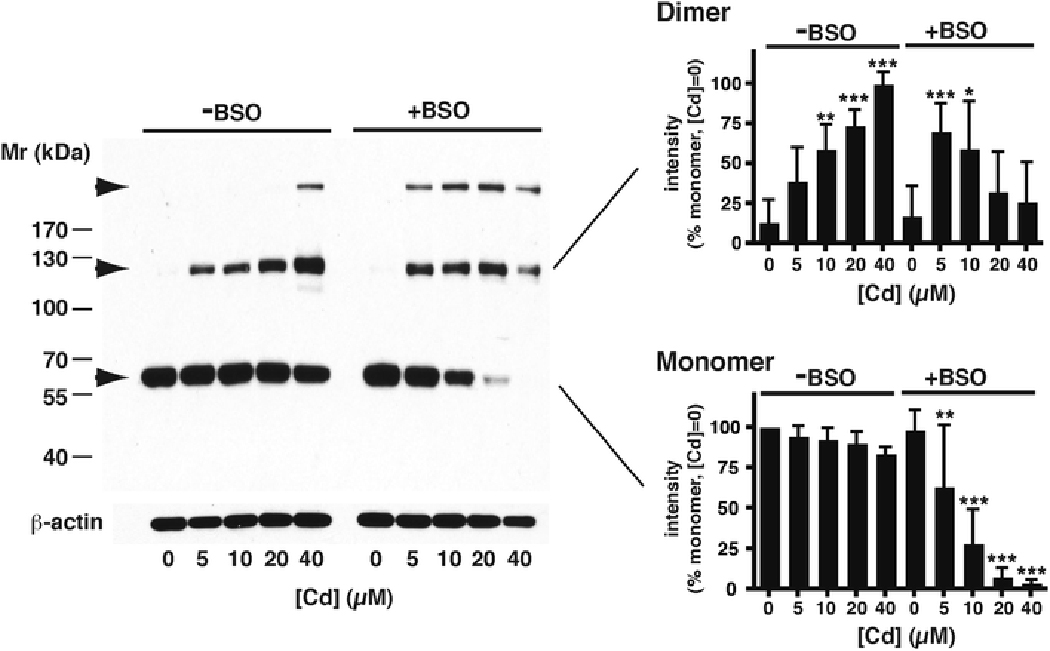 Fig. 7 –