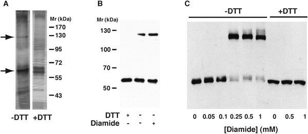 Fig. 3 –