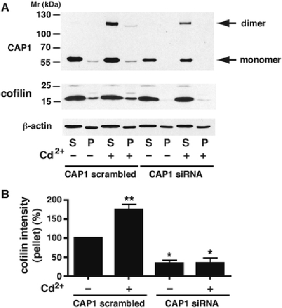 Fig. 9 –