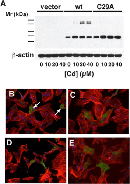 Fig. 12 –