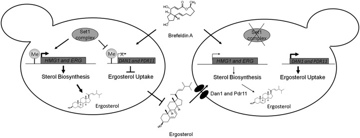 Fig. P1.