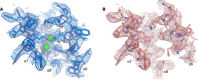 Figure 5—figure supplement 1.