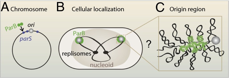 Fig. 1.