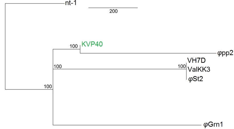 FIGURE 2