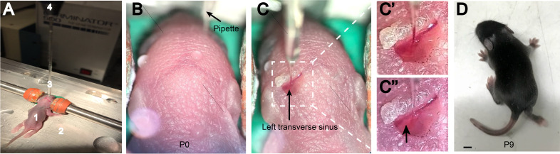 Figure 1—figure supplement 2.