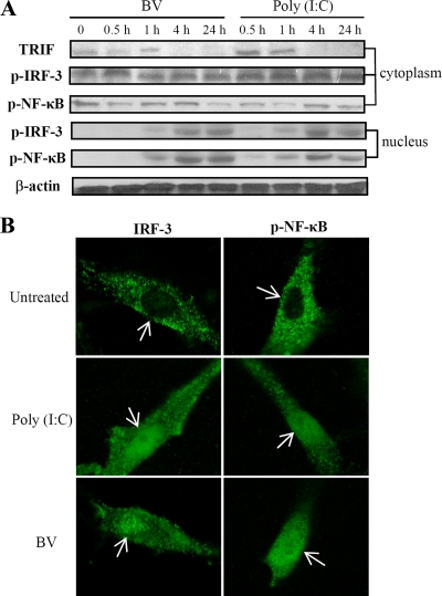 FIG. 5.