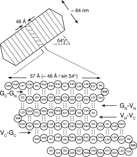 FIGURE 1.