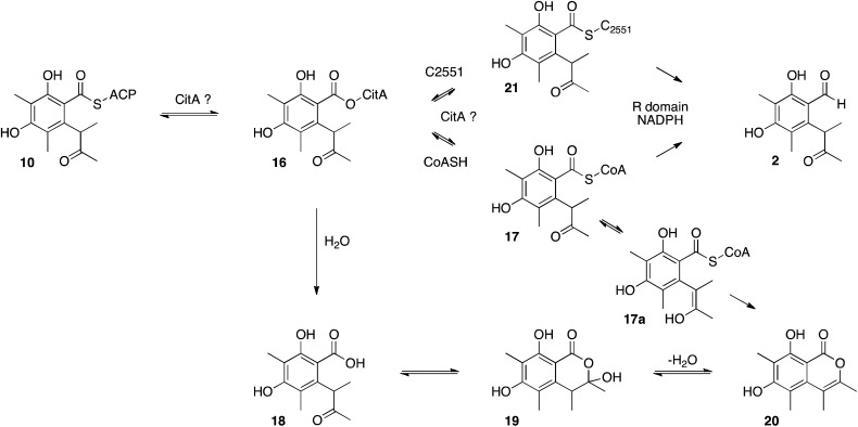 Scheme 4