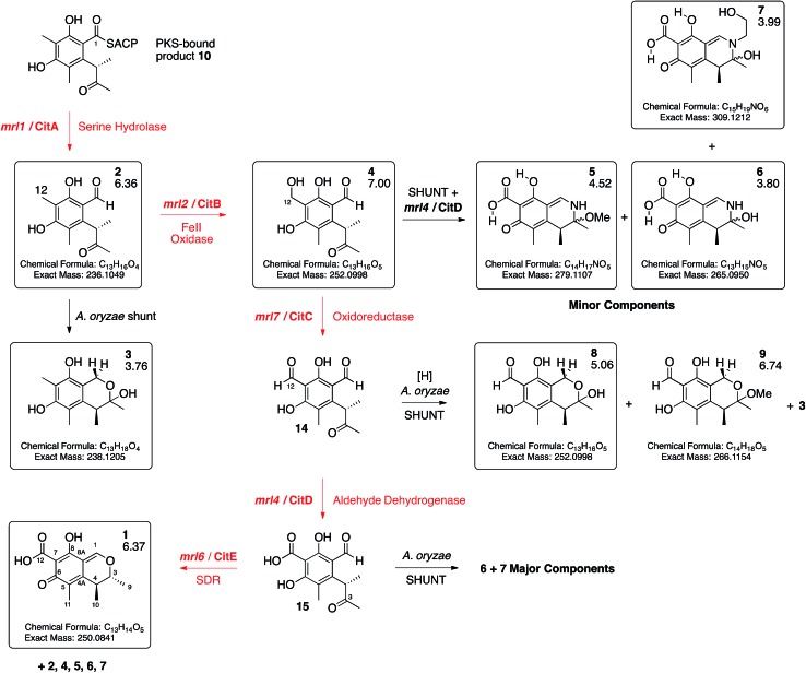 Scheme 1