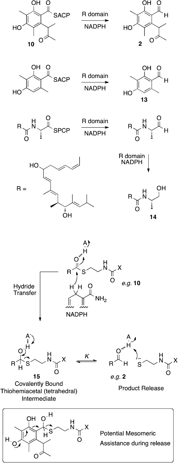 Scheme 3