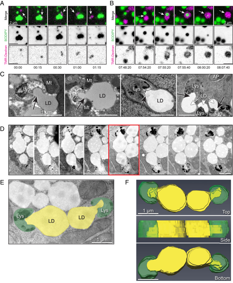 Fig. 3.