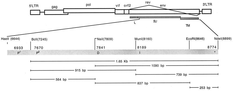 FIG. 1