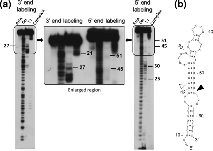 Fig 9