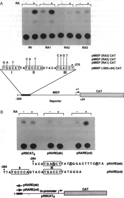 graphic file with name pnas01090-0353-a.jpg