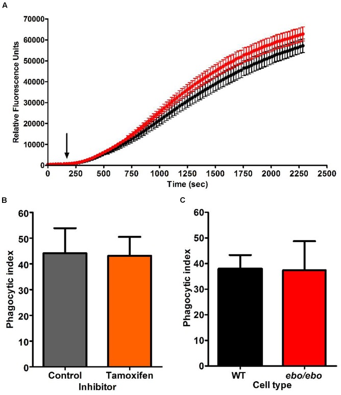 FIGURE 11