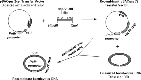 FIGURE 1.