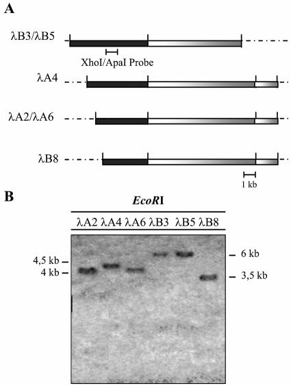 FIG. 2.