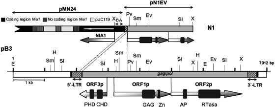 FIG. 1.