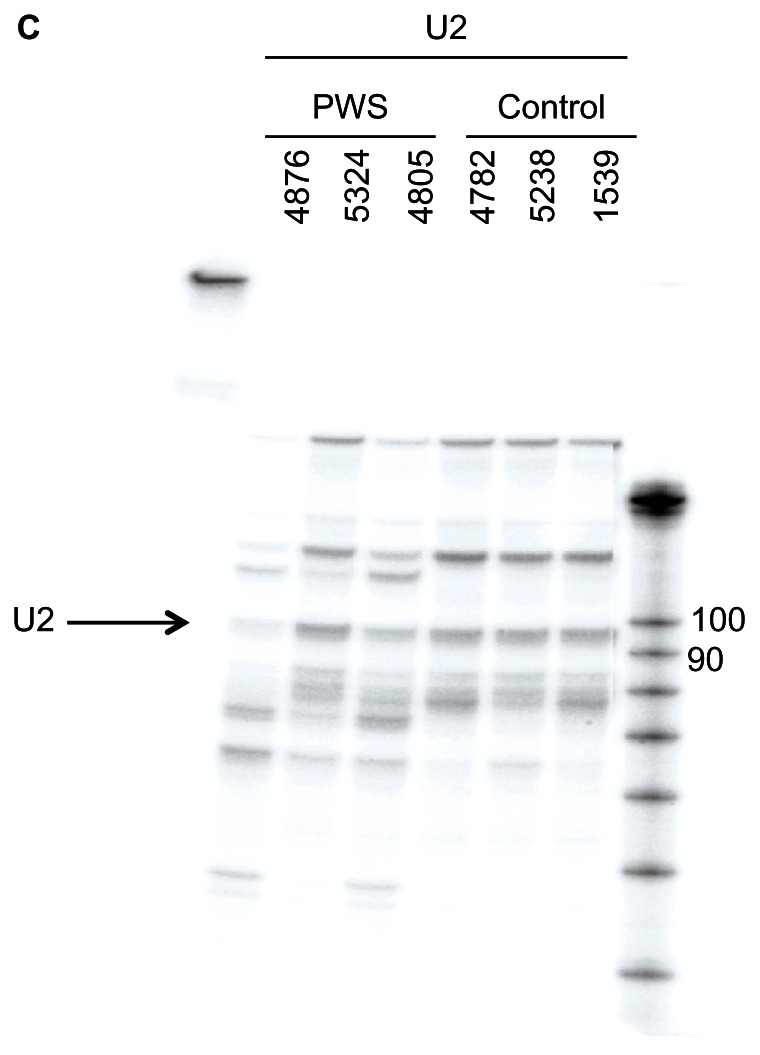 Figure 1C