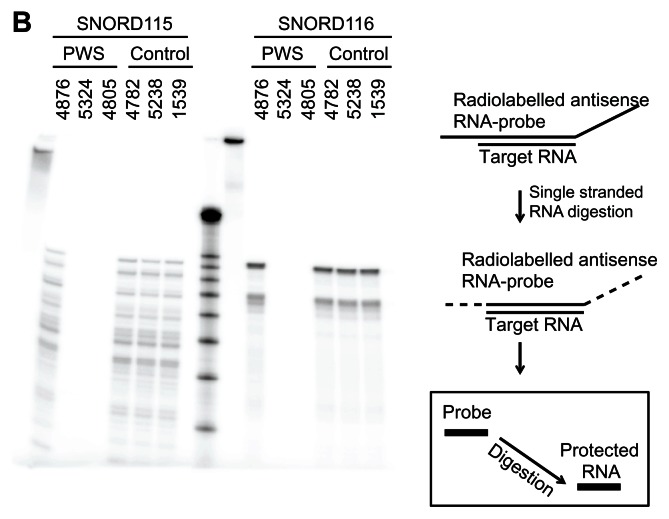 Figure 1B