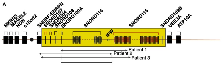 Figure 1A