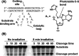 Figure 24