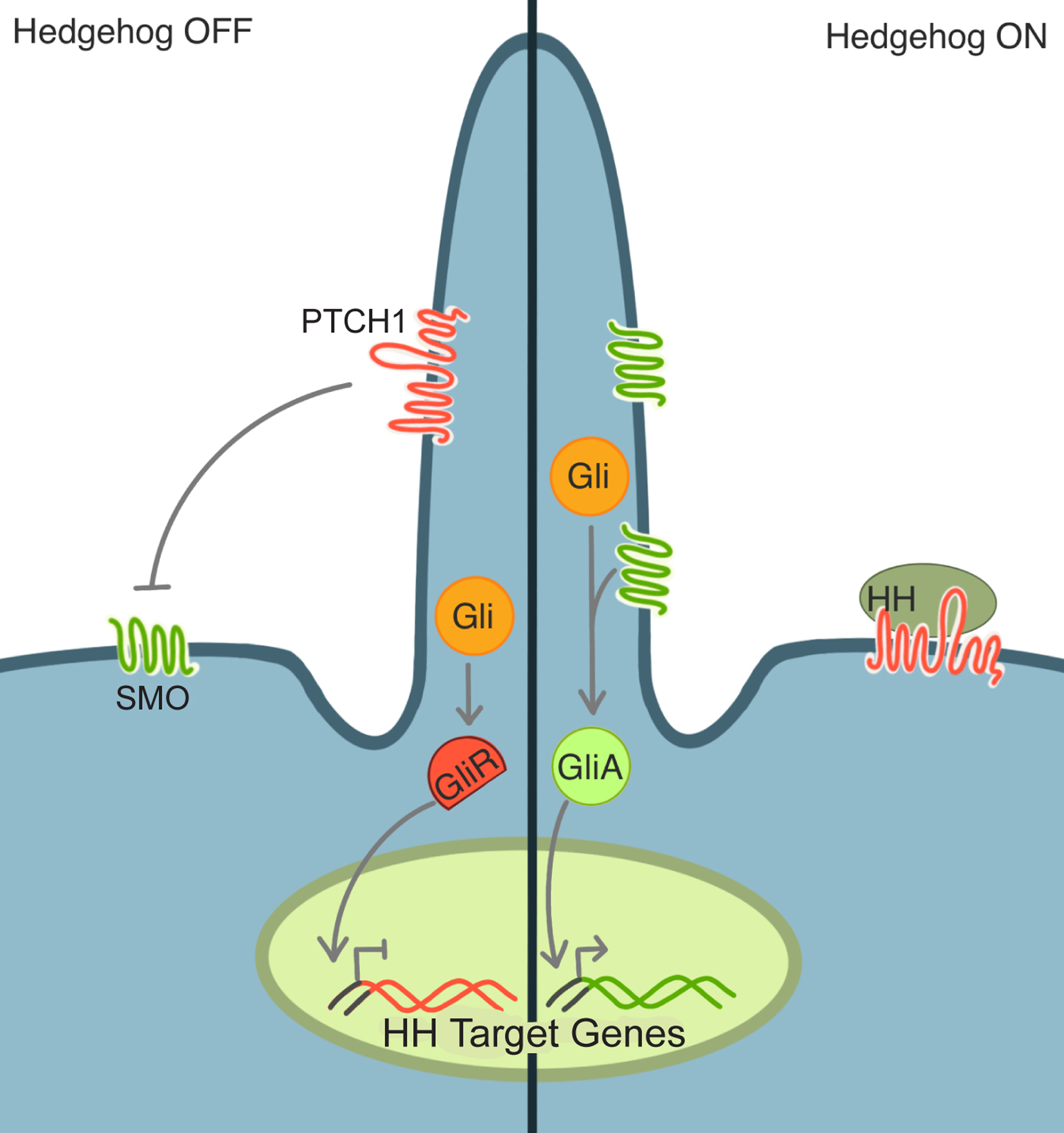 Figure 2 –