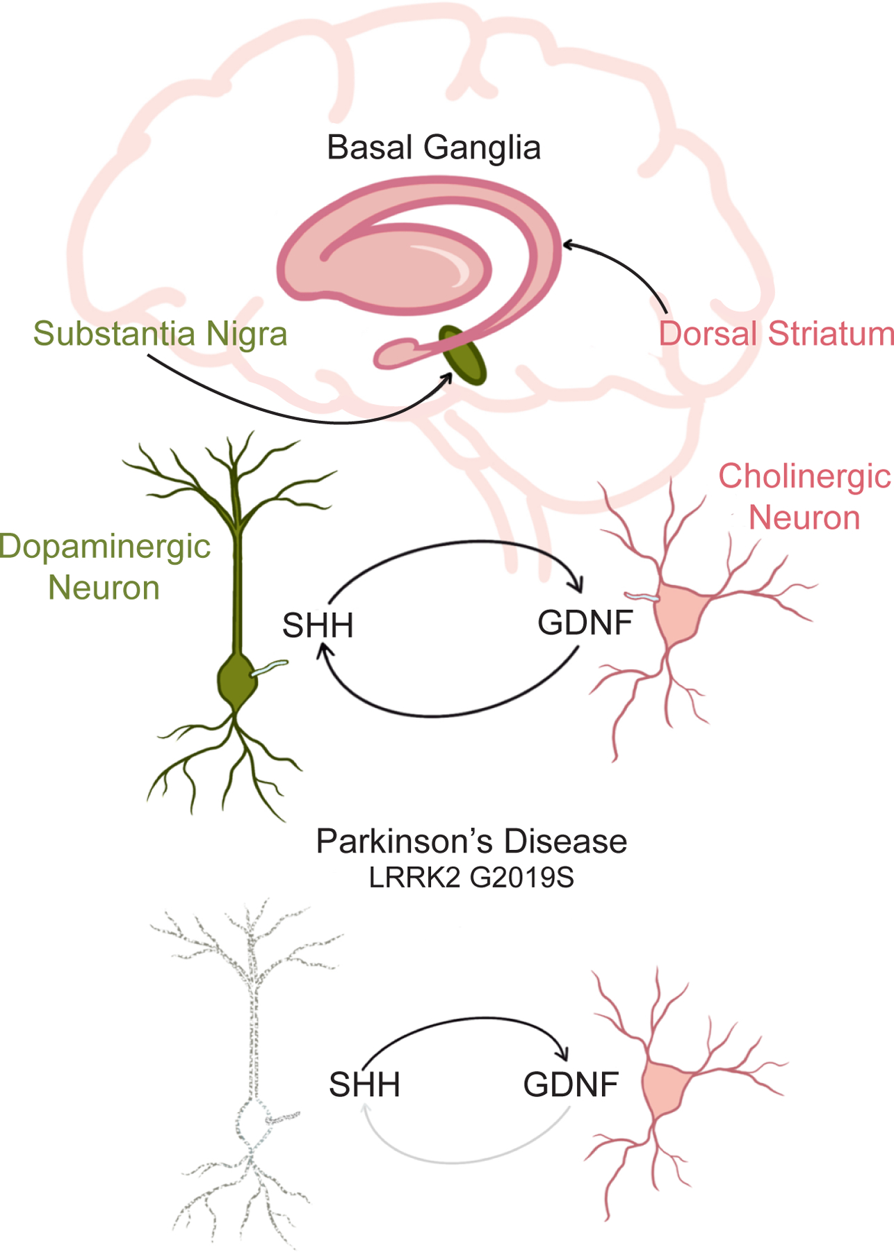 Figure 7 -