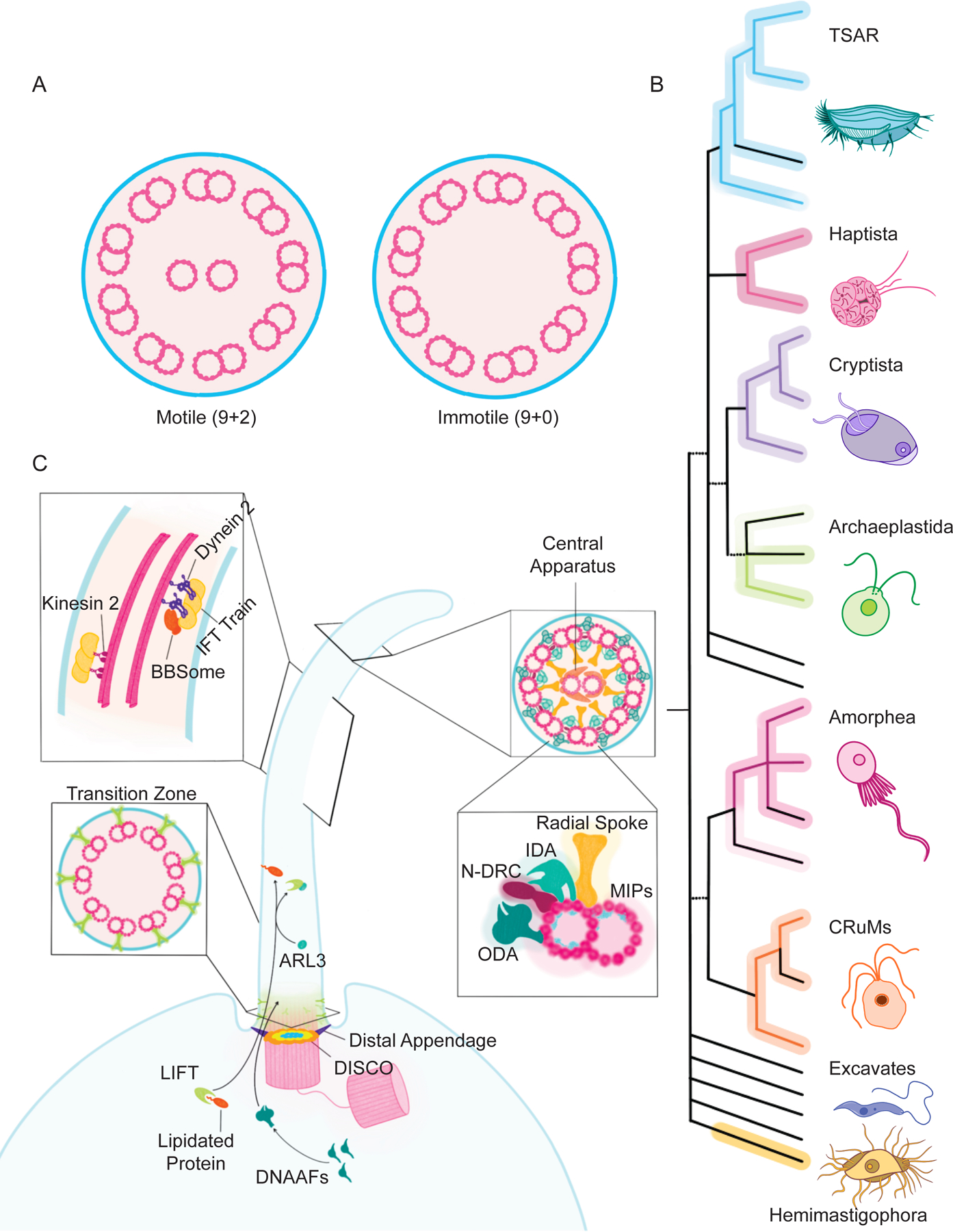 Figure 1 -