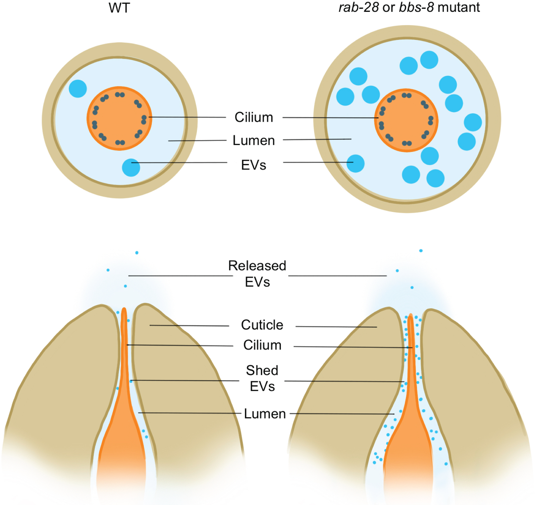 Figure 5 -