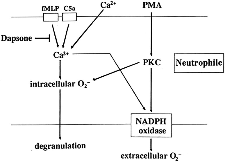 Fig. 5