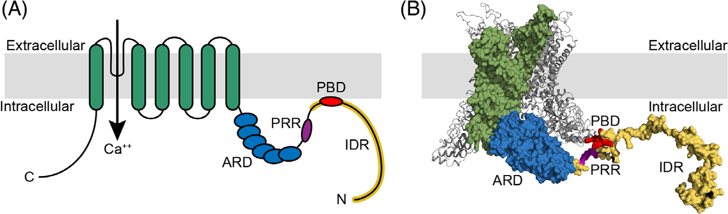 FIGURE 1