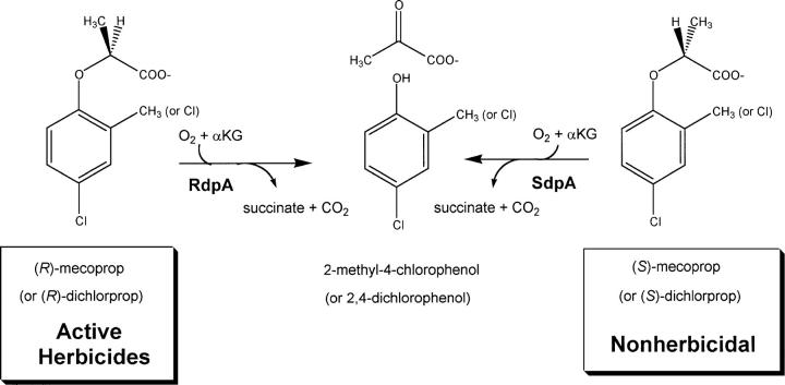 Scheme 2.