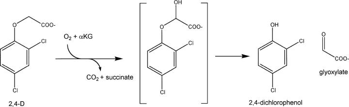 Scheme 1.