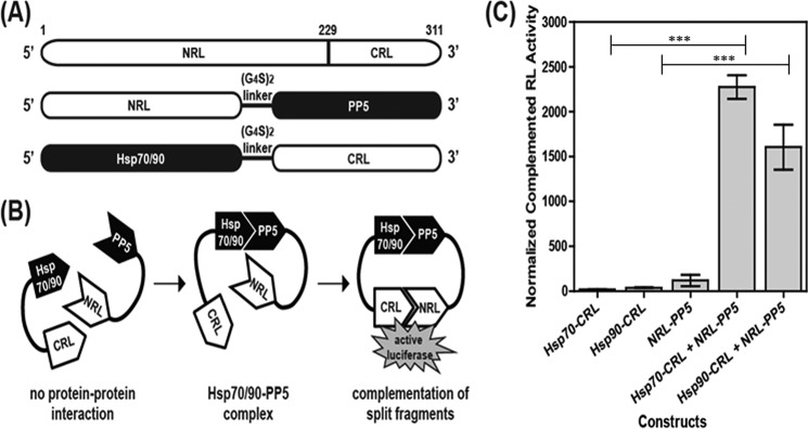 FIGURE 1.