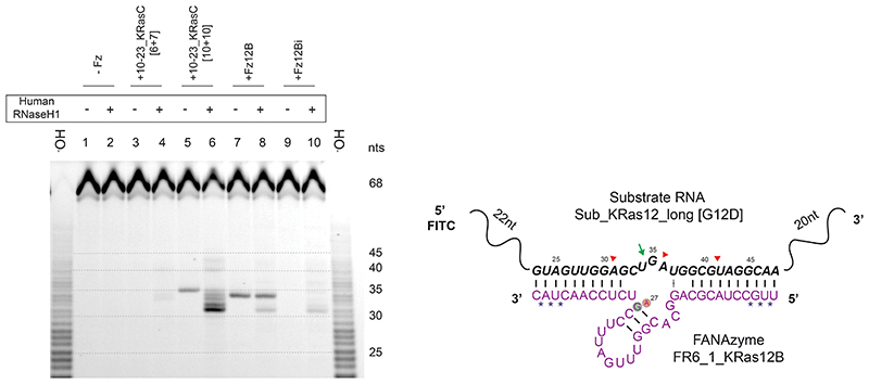 Extended Data Fig. 4