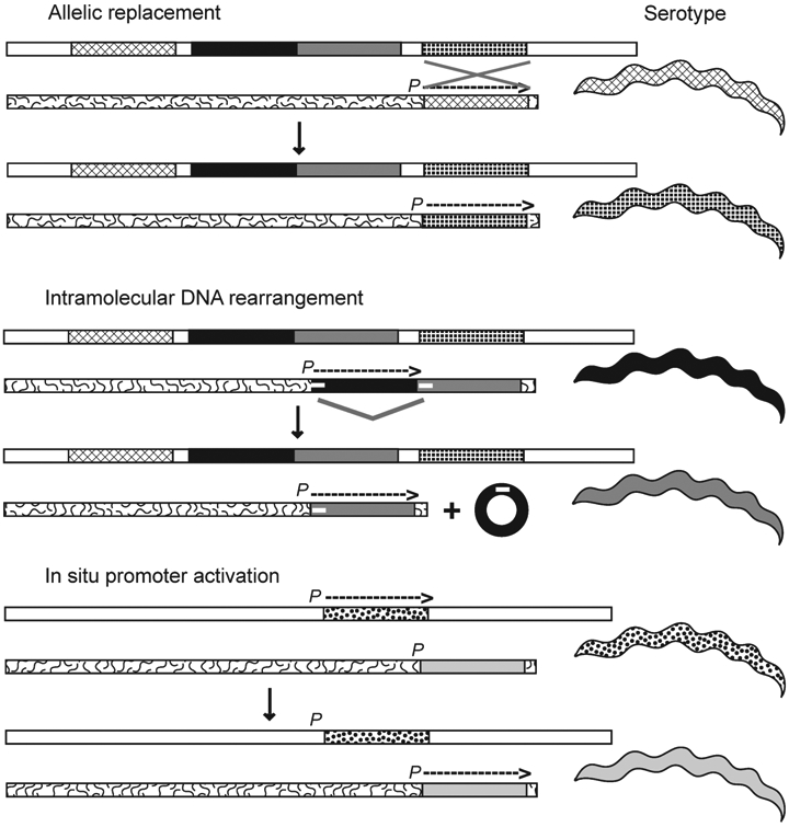 Figure 5.