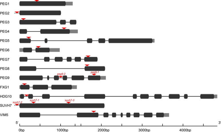 Figure 1—figure supplement 2.