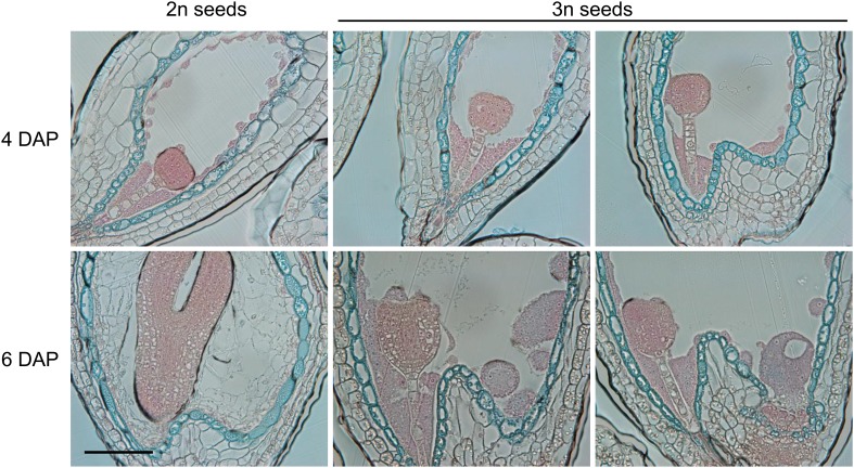 Figure 4—figure supplement 1.