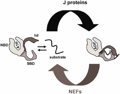 Fig. (2)