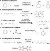 Scheme 3