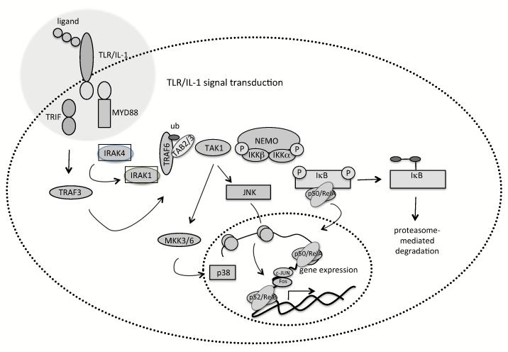 Fig. (2)