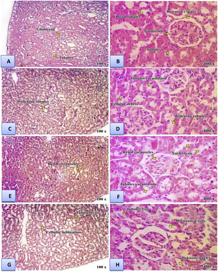 Fig. 4