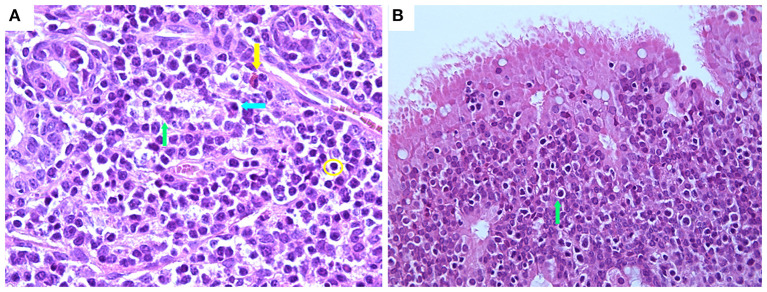 Figure 7