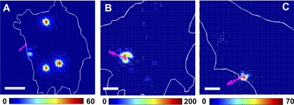 Fig. 7.