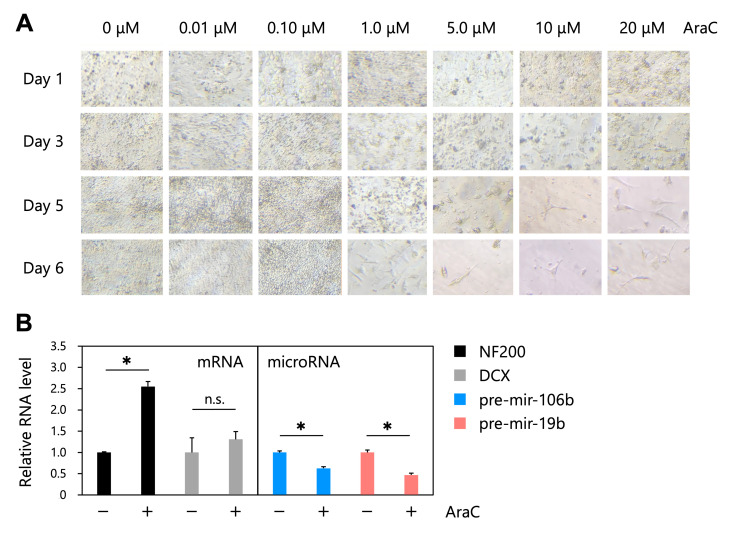 
Figure 1.
AraC-induced neuron-like differentiation of human NTERA2/D1 (NT2) cells and quantification of endogenous RNA levels
