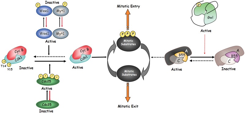 Figure 1.