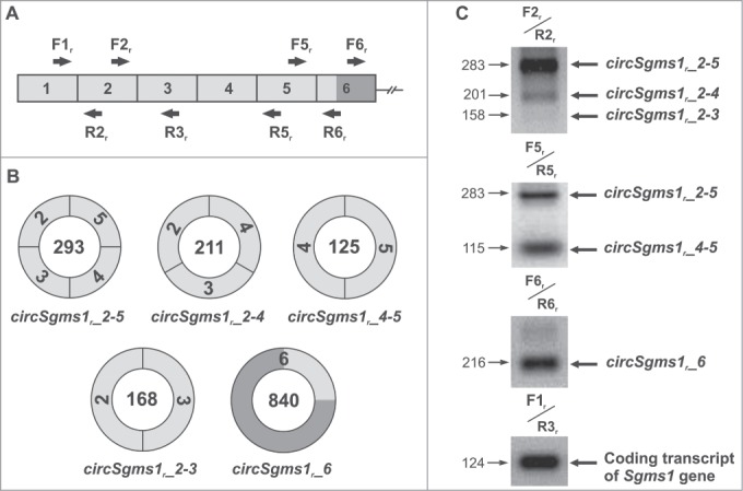 Figure 5.