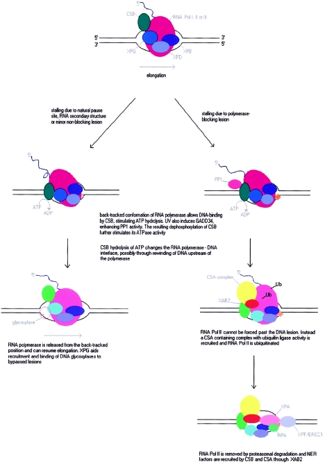 Figure  4