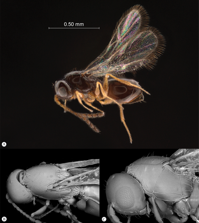 Figure 42.